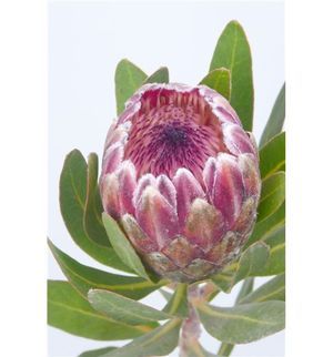 PROTEA PINK ICE 50