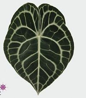 FEUIL. CLARINERVIUM 12 X10