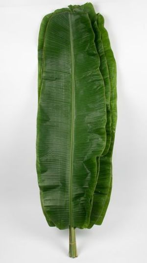 FEUIL. BANANIER 5T 120cm