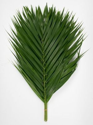 FEUIL. KENTIA 50CM
