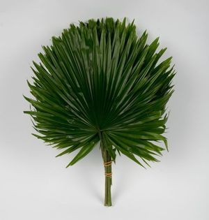FEUIL. LIVISTONIA 30CM