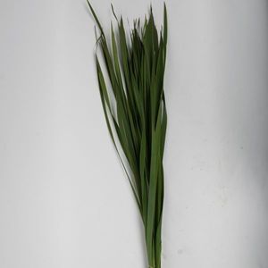 FEUIL. CHINA GRASS VERT 60CM