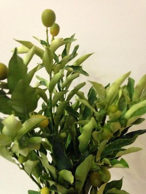 FEUIL. KUMQUAT Italie