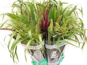 FEUIL. SIERGRASS FUST 80