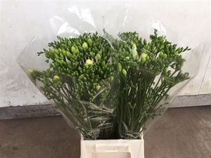 FREESIA RIGA PROMO