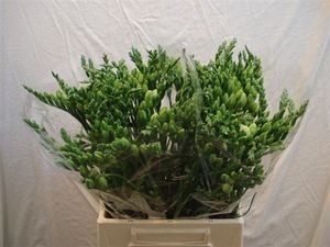 FREESIA VIRGINIA blanc PROMO