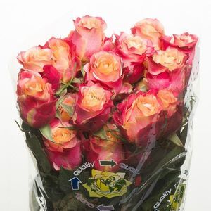 ROSE 3D 50