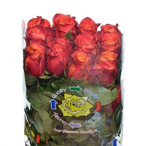 ROSE ATOMIC 40