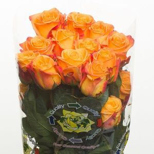 ROSE BILLIONAIRE 50