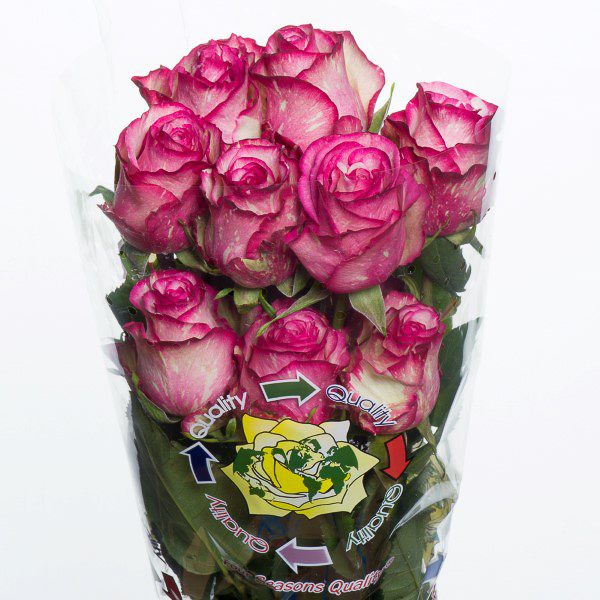 ROSE CLOWN 50