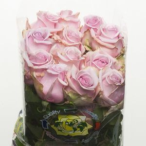 ROSE ACAPELLA 50