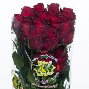 ROSE AMADA 40