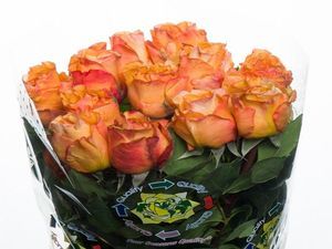ROSE CAPRICCIO 50