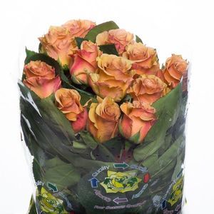 ROSE COMBO 40