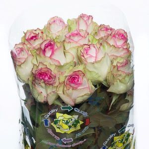 ROSE ESPERANCE 50