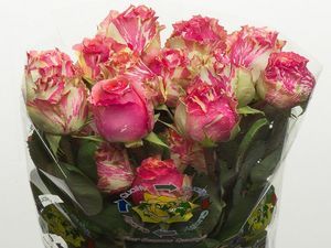 ROSE FIESTA 50