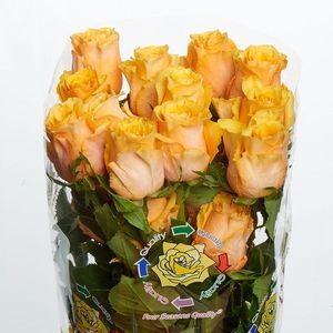 ROSE FRIDA 50