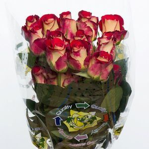 ROSE FRIENDSHIP 50