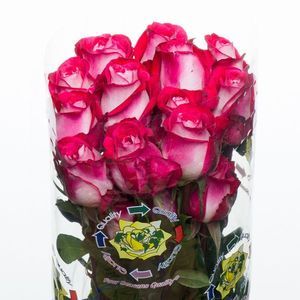 ROSE LUXOR 50