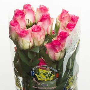 ROSE MALIBU 40