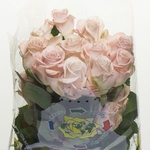 ROSE MENTA 40