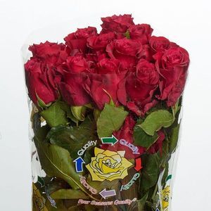 ROSE MERLOT 40