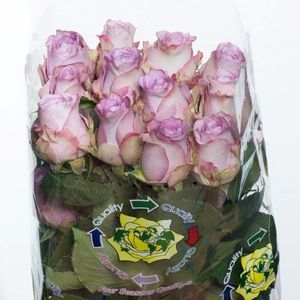 ROSE MIGNON 40
