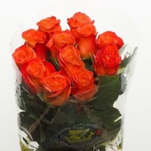 ROSE MILIMA 40