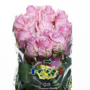 ROSE NAUTICA 50