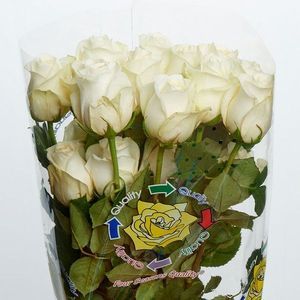 ROSE POLO 50