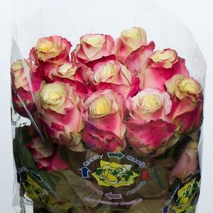 ROSE SHIRLEY 50