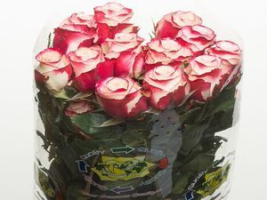 ROSE SWEETNESS 50