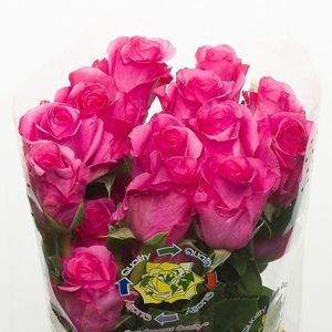 ROSE TOPAZ 50