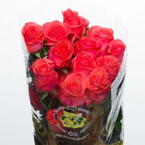 ROSE WOW 50