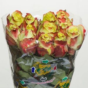 ROSE ZAZU 40
