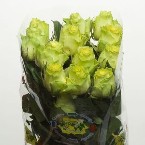 ROSE LIMBO 50