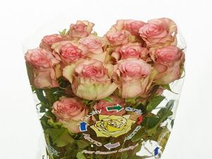 ROSE MAGGIE 50