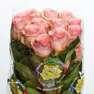 ROSE SAGA 50