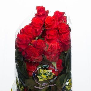 ROSE SANTANA 50