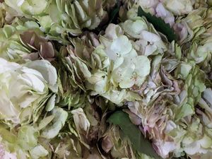 HORT. ANTIQUE QREEN Colombie