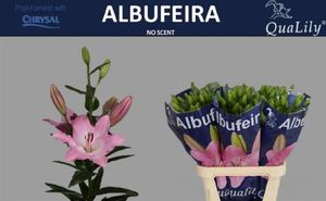 LYS LA ALBUFEIRA 90 4 F+