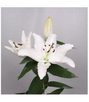 LYS OR HELVETIA 90 3 F+