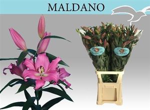 LYS OT MALDANO 95 3 F+