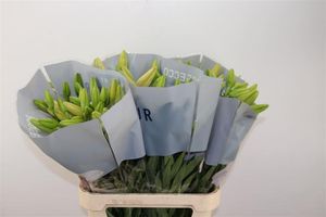 LYS LA PROSECCO 95 4 F+