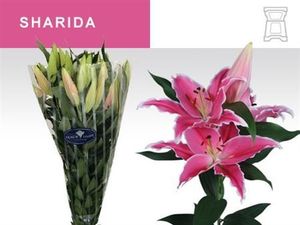 LYS OR SHARIDA 90 2 F+