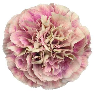 OEILLET ANTIGUA  bicolore rose et vert 65