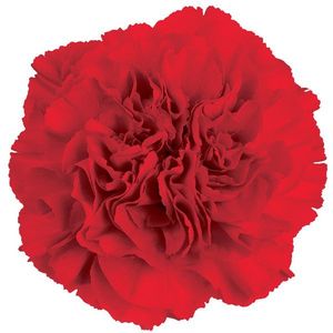 OEILLET GRAND SLAM rouge 55