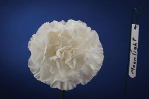 OEILLET MOONLIGHT blanc 65