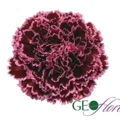 OEILLET BURGUNDY 55