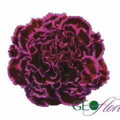 OEILLET NOBBIO VIOLET 55